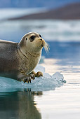SEA 04 KH0018 01
Young Bearded Seal Resting On Piece Of Sea Ice