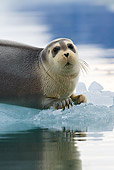 SEA 04 KH0019 01
Young Bearded Seal Resting On Piece Of Sea Ice