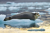 SEA 04 KH0020 01
Young Bearded Seal Resting On Piece Of Sea Ice