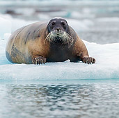 SEA 04 KH0021 01
Bearded Seal Laying On Sea Ice Svalbard
