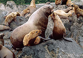 SEA 04 LS0003 01
Steller's Sea Lions Barking On Rocks