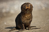 SEA 04 MC0001 01
Baby Antarctic Fur Seal Sitting On Beach