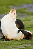 SEA 04 MC0002 01
Antarctic Fur Seal In Blonde Phase Sitting Up On Grass