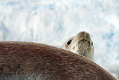 SEA 04 MC0003 01
Close-Up of Crabeater Seal Antarctica