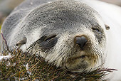 SEA 04 MC0005 01
Head Shot Of Antarctic Fur Seal Baby Sleeping