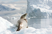 SEA 04 MC0006 01
Crabeater Seal Relaxing On Ice Antarctica