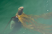 SEA 04 MC0007 01
Steller's Sea Lion Swimming To Surface Of Water Alaska