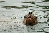 SEA 04 MC0008 01
Steller's Sea Lion Swimming With Head Above Surface Of Water Alaska