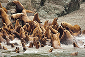 SEA 04 MC0009 01
Colony Of Steller's Sea Lions Racing Into Water Alaska