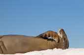 SEA 04 MC0010 01
Close-Up Of Crabeater Seal Resting On Ice