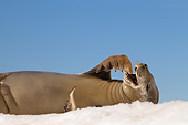 SEA 04 MC0011 01
Close-Up Of Crabeater Seal Yawning On Ice
