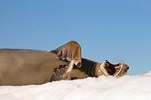 SEA 04 MC0012 01
Close-Up Of Crabeater Seal Yawning On Ice