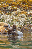 SEA 04 MC0013 01
Steller's Sea Lion Swimming Near Admiralty Island, Alaska