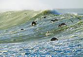 SEA 04 MH0002 01
Brown (aka Cape or South African) Fur Seal Colony Swimming In Ocean