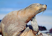SEA 04 MH0003 01
Close-Up Of Australian Sea Lion Scratching Neck On Beach