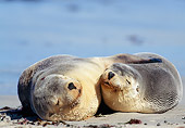 SEA 04 MH0004 01
Two Australian Sea Lions Sleeping On Beach