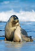 SEA 04 MH0005 01
Australian Sea Lion Mother And Baby On Beach