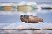 SEA 04 SK0018 01
Bearded Seal Laying On Sea Ice