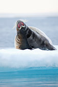 SEA 04 SK0019 01
Bearded Seal Laying On Sea Ice Yawning