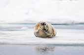 SEA 04 SK0020 01
Bearded Seal Laying On Sea Ice