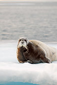 SEA 04 SK0021 01
Close-Up Of Bearded Seal Laying On Sea Ice
