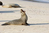 SEA 04 WF0001 01
Galapagos Sea Lion Pup Yawning On Sandy Beach