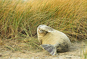 SEA 04 WF0002 01
Gray Seal Pup Scratching Head With Flipper