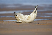 SEA 04 WF0003 01
Gray Seal Pup Laying On Beach