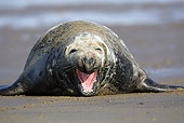 SEA 04 WF0004 01
Gray Seal Bull Yawning On Beach
