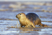 SEA 04 WF0005 01
Gray Seal Female Emerging From Sea