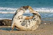 SEA 04 WF0006 01
Gray Seal Female Stretching On Beach