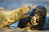 SEA 04 WF0007 01
Gray Seal Female Calling Aggressively Toward Male