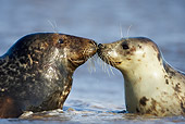 SEA 04 WF0008 01
Gray Seal Female Nose To Nose With Male