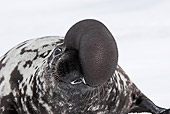 SEA 04 WF0009 01
Close-Up Of Hooded Seal Male With Blown Up Sitting In Snow