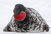 SEA 04 WF0010 01
Hooded Seal Male Threatening In Snow