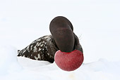 SEA 04 WF0011 01
Hooded Seal Male Threatening In Snow