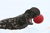 SEA 04 WF0012 01
Hooded Seal Male Threatening In Snow Profile