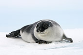 SEA 04 WF0013 01
Hooded Seal Baby Sitting On Ice