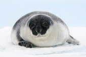 SEA 04 WF0014 01
Hooded Seal Baby Sitting On Ice