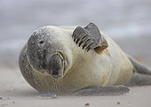 SEA 04 WF0015 01
Common Seal Scratching Head While Laying On Sand During Sandstorm