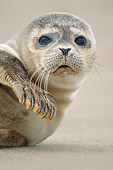 SEA 04 WF0016 01
Head Shot Of Common Seal Pup On Remote Beach