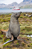SEA 04 WF0017 01
Antarctic Fur Seal Sitting On Grass With Water And Boat In Background