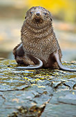 SEA 04 WF0018 01
Antarctic Fur Seal Pup Sitting On Wet Rock