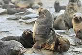 SEA 04 WF0019 01
Antarctic Fur Seal Scratching Neck With Flipper On Beach