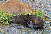 SEA 04 WF0020 01
Antarctic Fur Seal Pup Sleeping On Beach