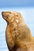 SEA 04 JM0001 01
Profile Shoulder Shot Of Steller's Sea Lion Sitting On Shore