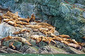 SEA 04 JM0002 01
Steller's Sea Lions Congregating On Rocks