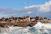 SEA 04 KH0001 01
Colony Of Brown (aka Cape or South African) Fur Seals Laying On Rock In Ocean