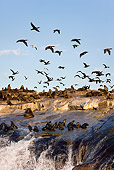 SEA 04 KH0002 01
Colony Of Brown (aka Cape or South African) Fur Seals Laying On Rock With Cape Cormorants Flying Above