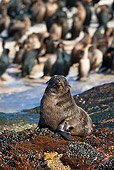 SEA 04 KH0004 01
Brown (aka Cape or South African) Fur Seal Laying On Rock